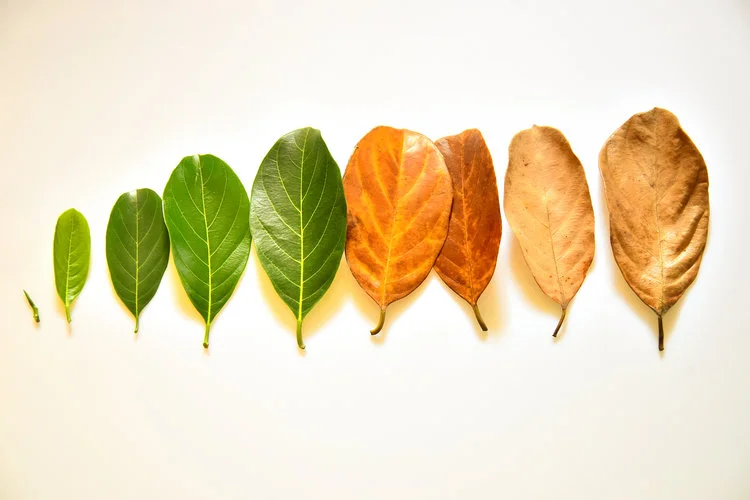 Nieuw! Ouder wordende mens