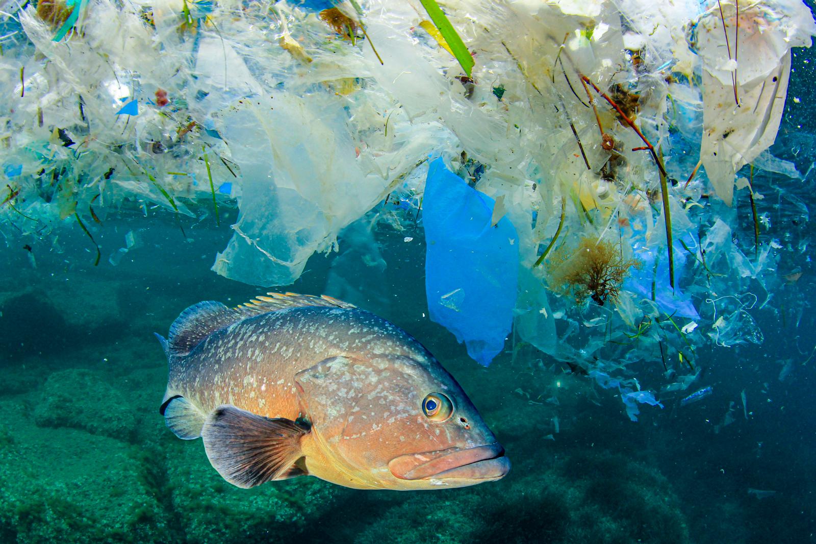 2050 more plastic than fish in the oceans