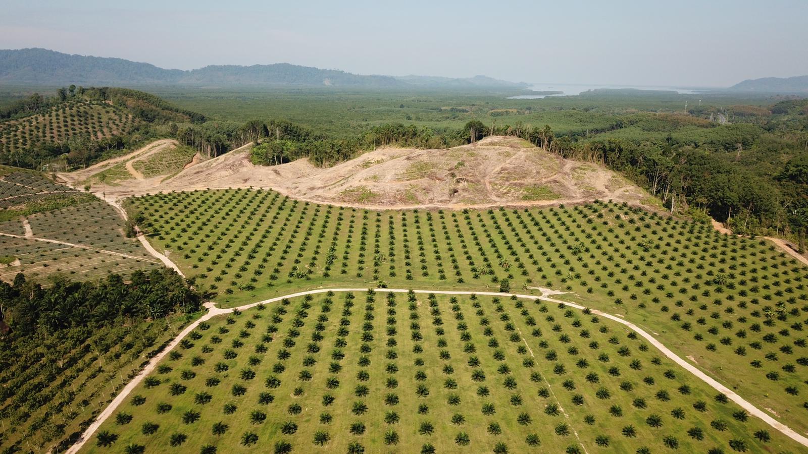 Palm oil destroys rainforests