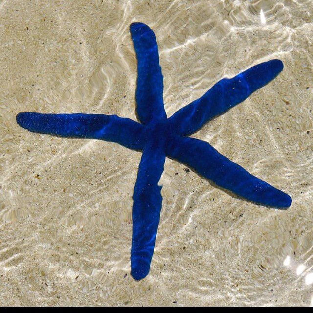 Take joy from the simplest things in life 💦🙏🏽🧡
.
.
.
#muribeachclubhotel #muribeach #adultsonly #starfish #joy #peace #pause #life #cookislands #lovealittleparadise 📸 @raphacysne