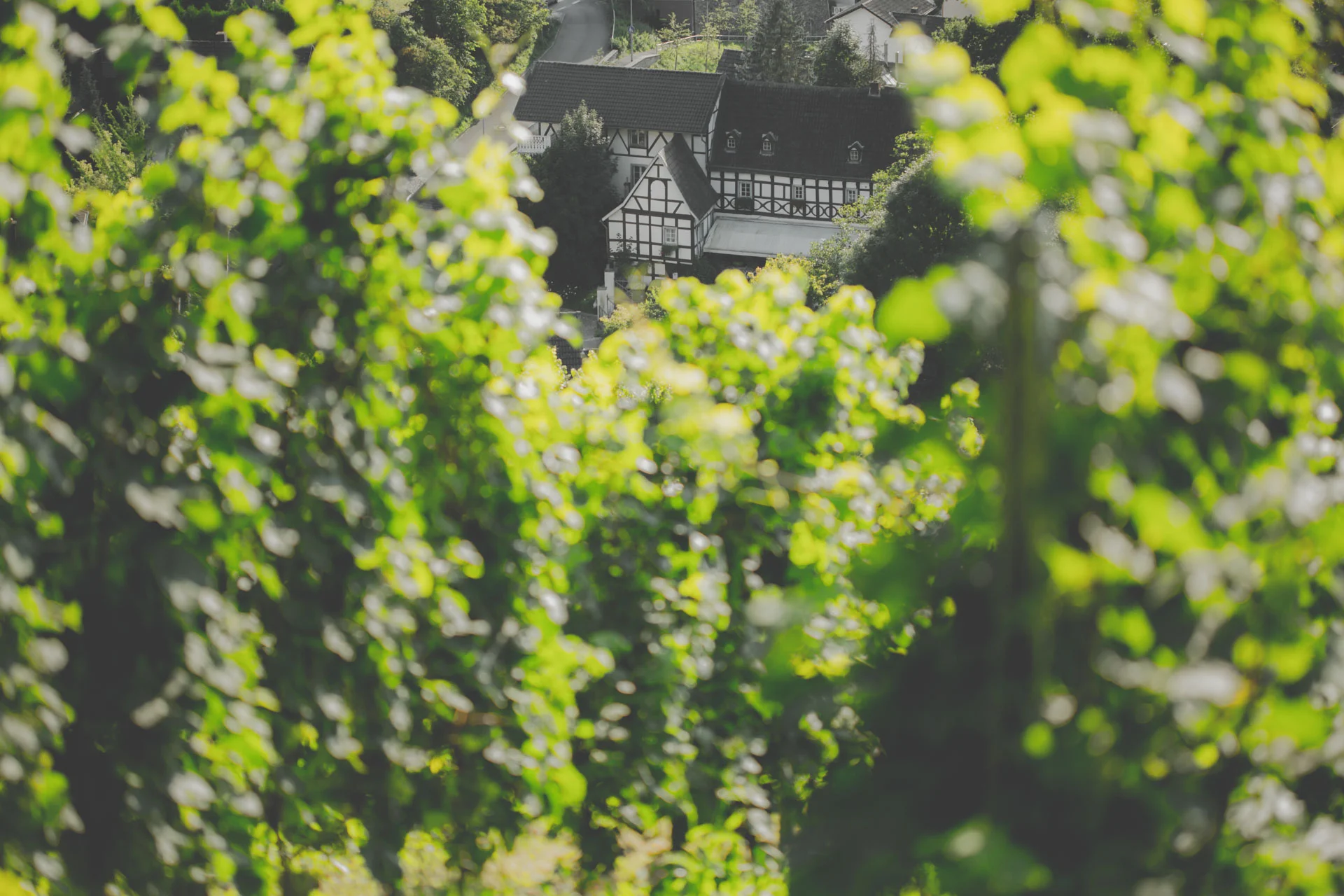 Oberdollendorf_Koenigswinter_Weinberg_Sommer_9434.jpg