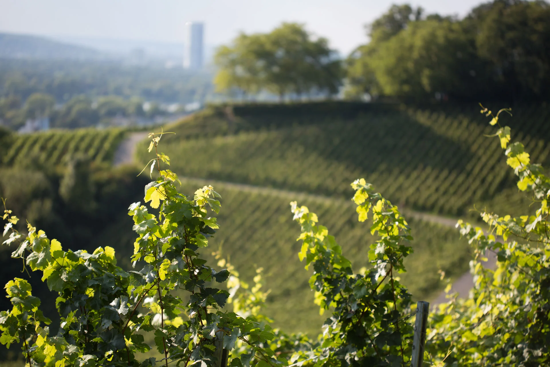 Oberdollendorf_Koenigswinter_Weinberg_Sommer_9442.jpg