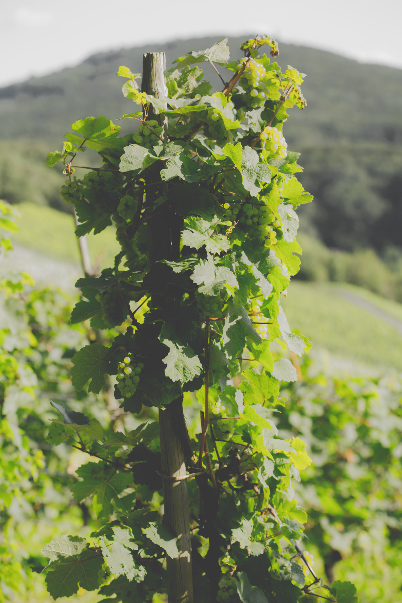 Oberdollendorf_Koenigswinter_Weinberg_Sommer_9394.jpg