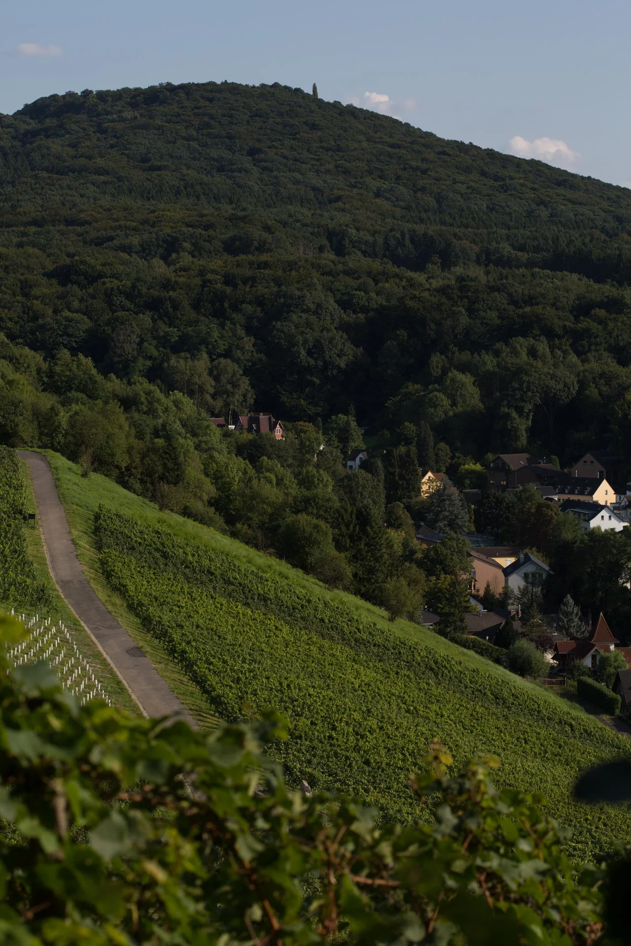 Oberdollendorf_Koenigswinter_Weinberg_Sommer_9381.jpg