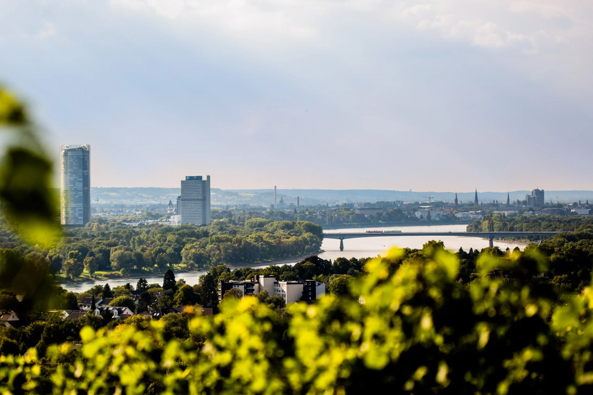 Oberdollendorf_Koenigswinter_Weinberg_Sommer_9310.jpg
