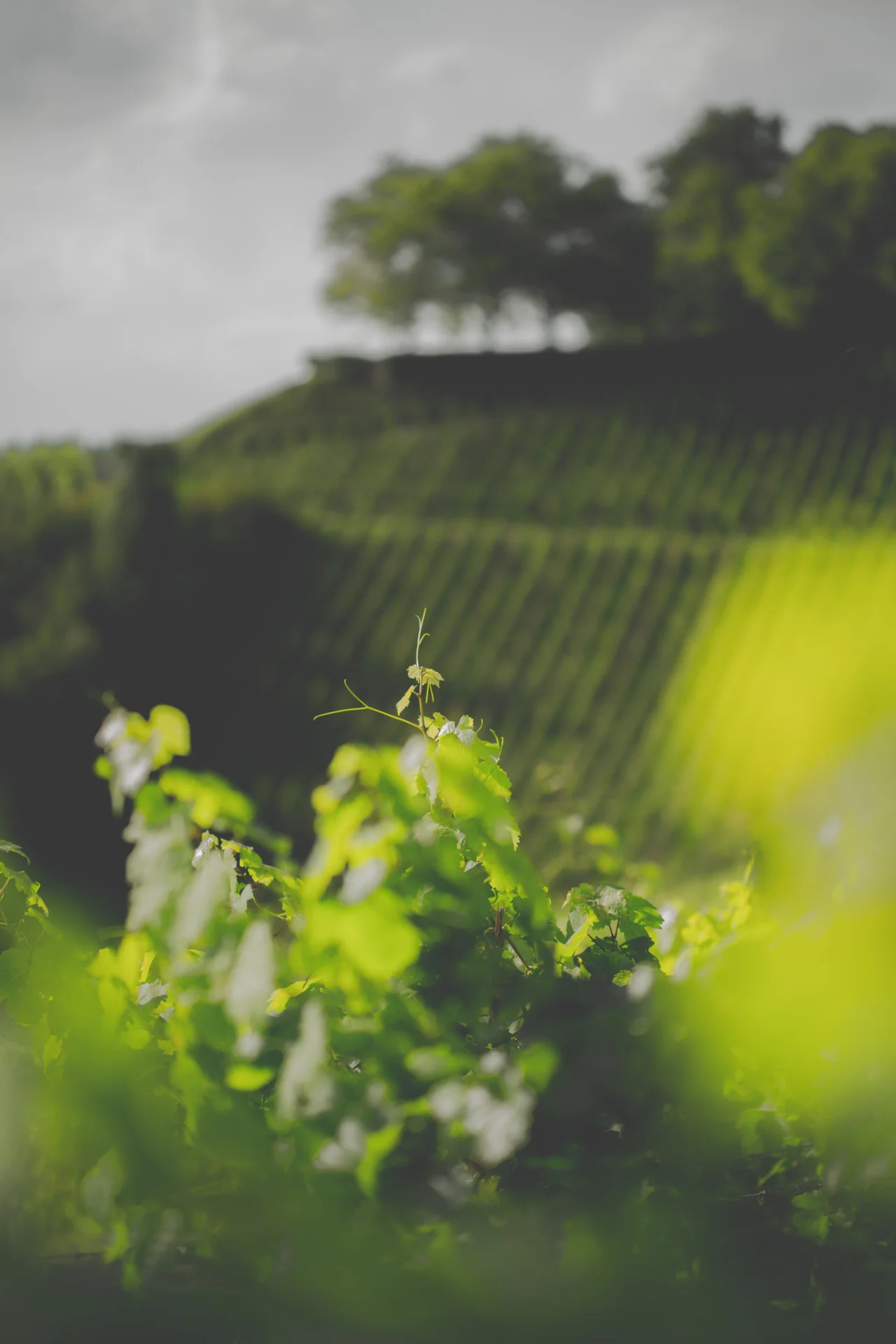 Oberdollendorf_Koenigswinter_Weinberg_Sommer_9154.jpg
