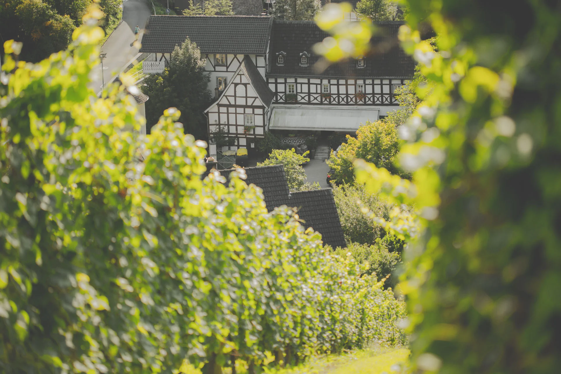 Oberdollendorf_Koenigswinter_Weinberg_Sommer_9164.jpg