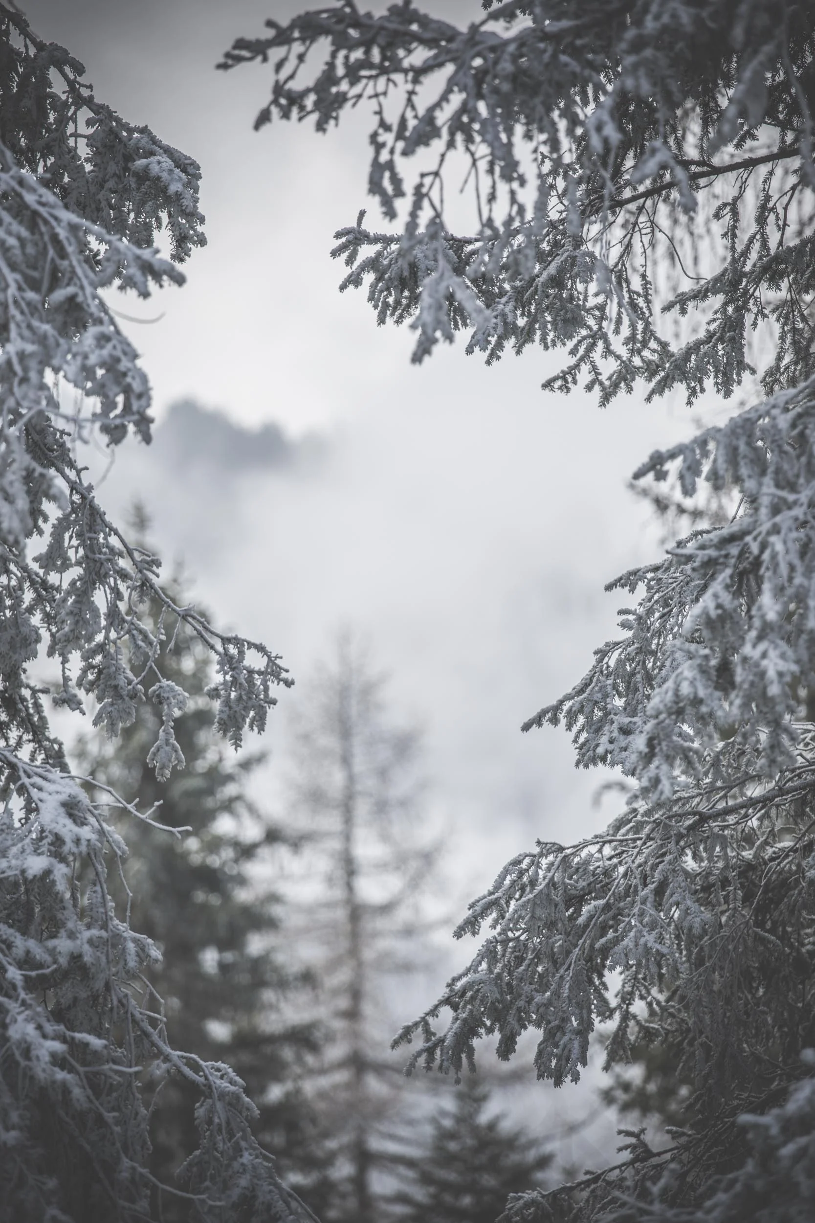 timo_beier_photography_snow_4956.jpg