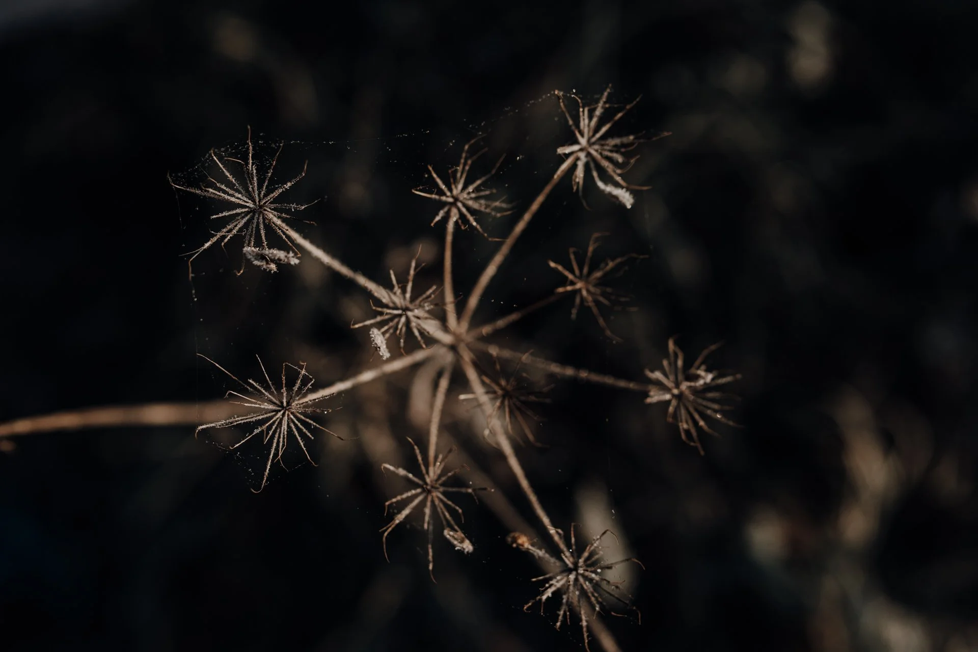 timobeier_photography_web-1714.jpg