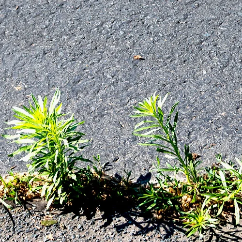 Vortrag (Windrose/GAT): Wald, Demokratie und Selbstorganisation