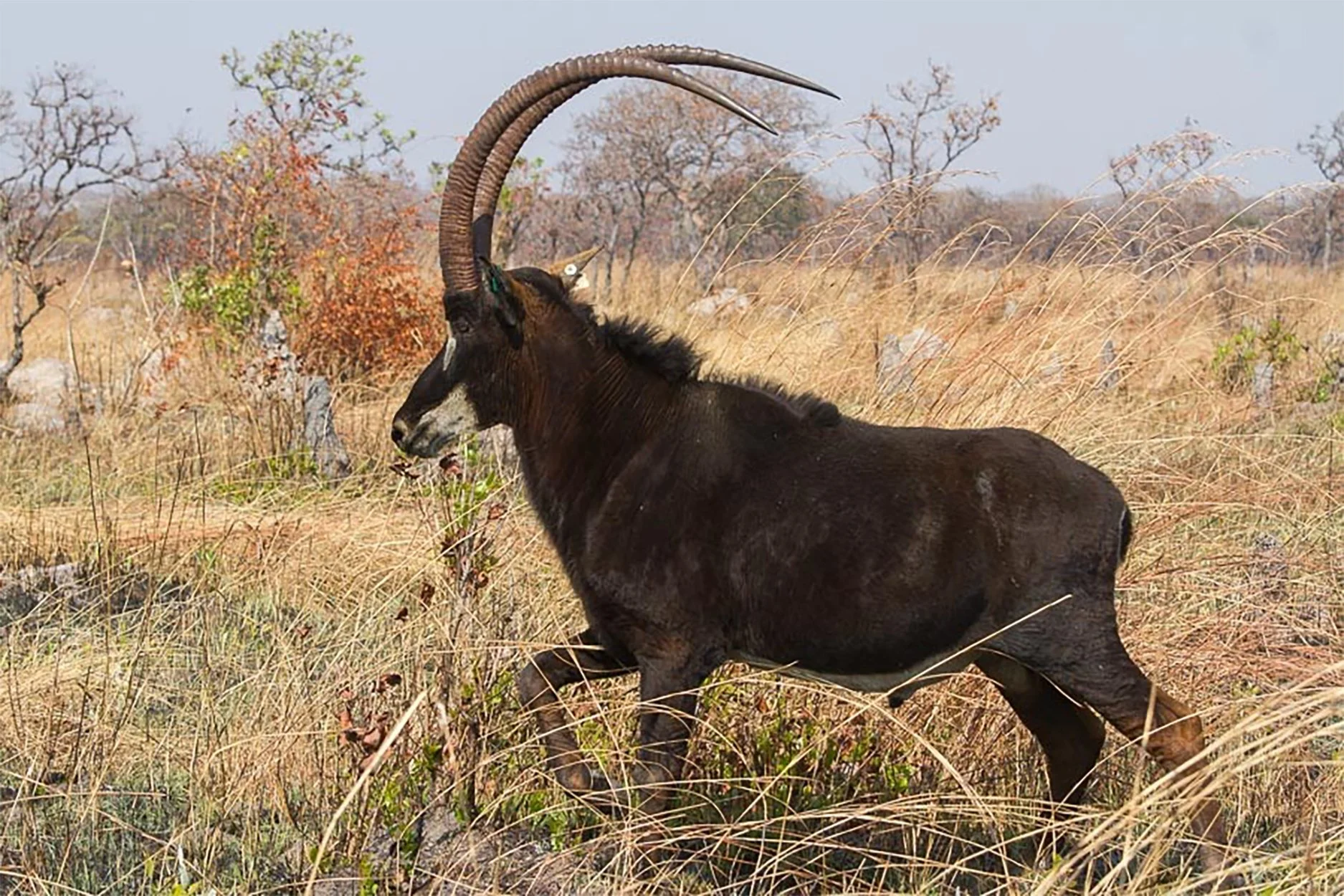 Giant Sable.jpg