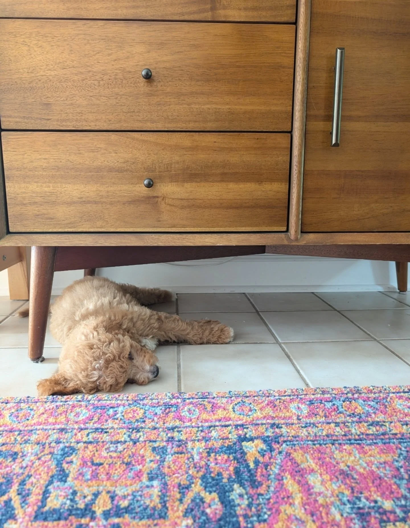 It was only matter of time before Clementine wore me down. More pics on my blog and Substack