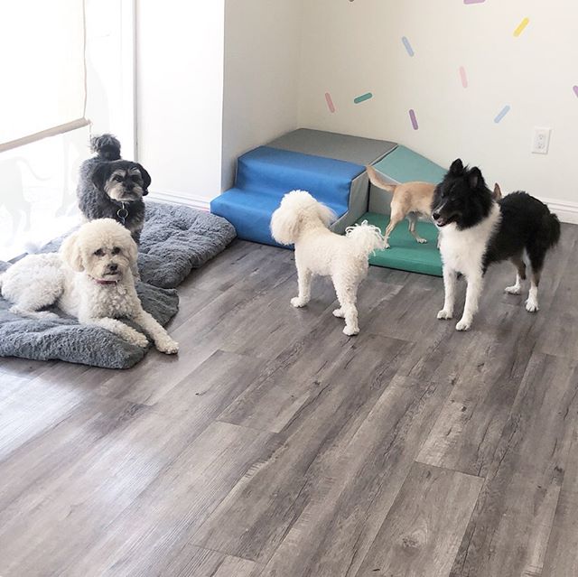 Cute Puppers Meeting In Session. Do Not Disturb 🐶