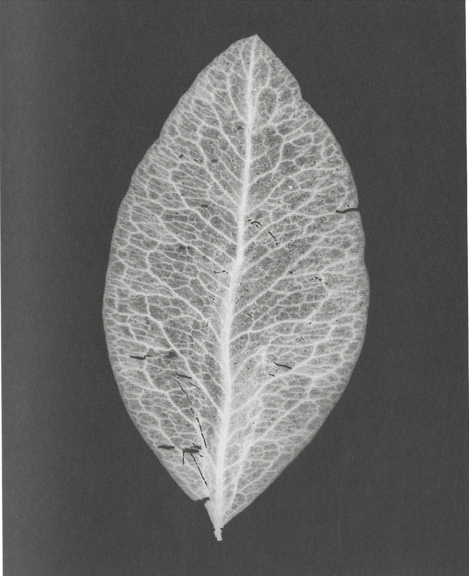 black and white leaf ancestral lines