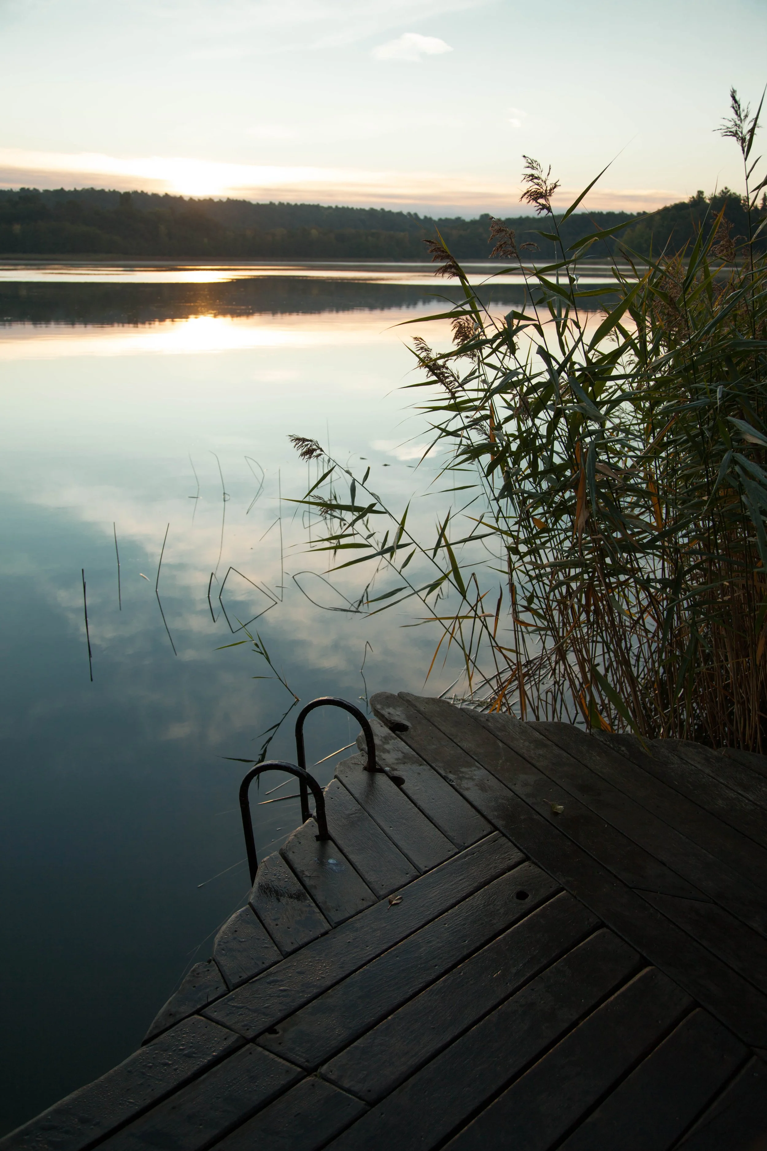 A weathered wooden dock with a swimming ladder extending into a calm, misty lake at sunrise, surrounded by tall plants