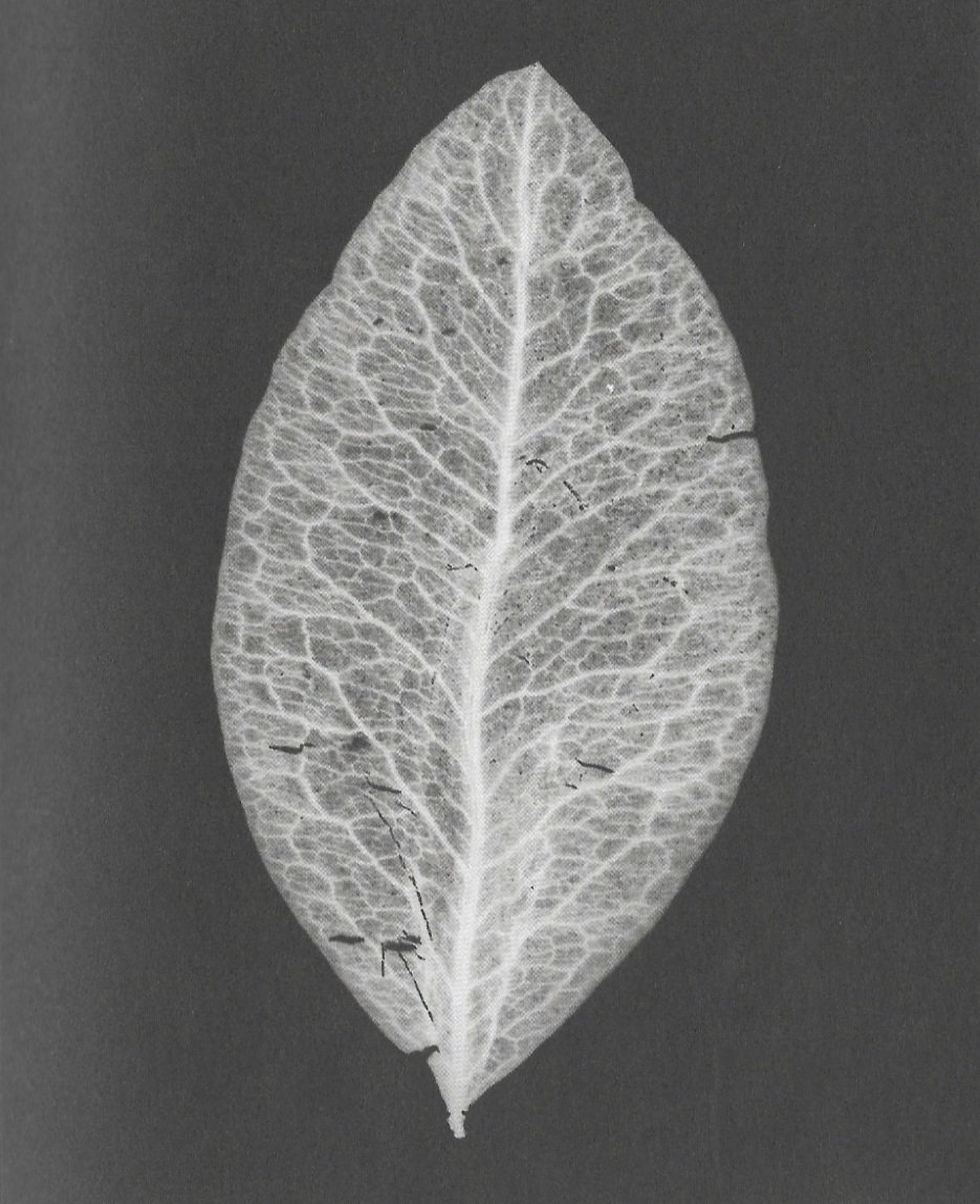 black and white leaf that has ancestral roots