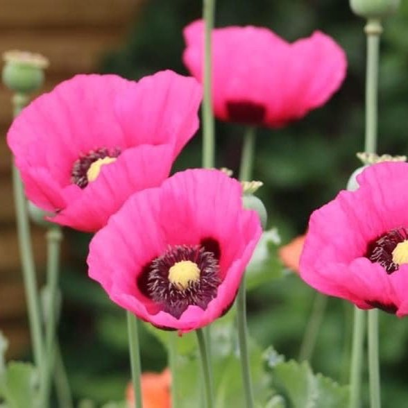 Fundraising Poppy Seeds