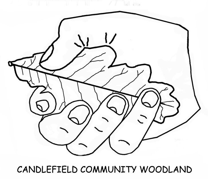 Candlefield Community Woodland