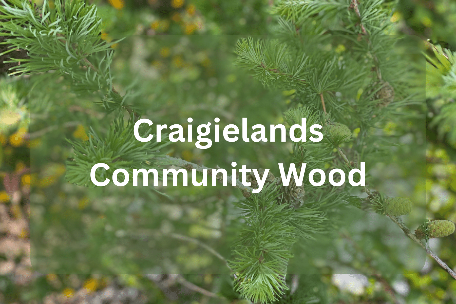 Craigielands Community Wood.png