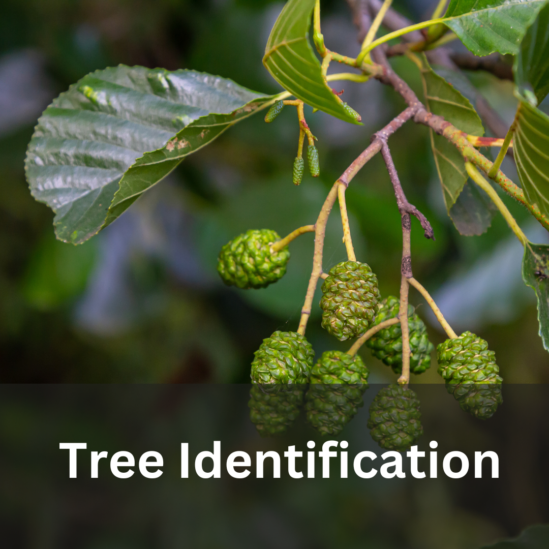 Clemson Tree Identification Guide Tree Identification — Community Woodlands Association