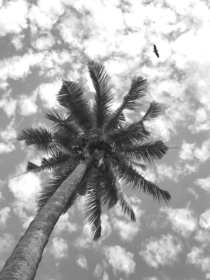 Jim palm tree photo.jpg