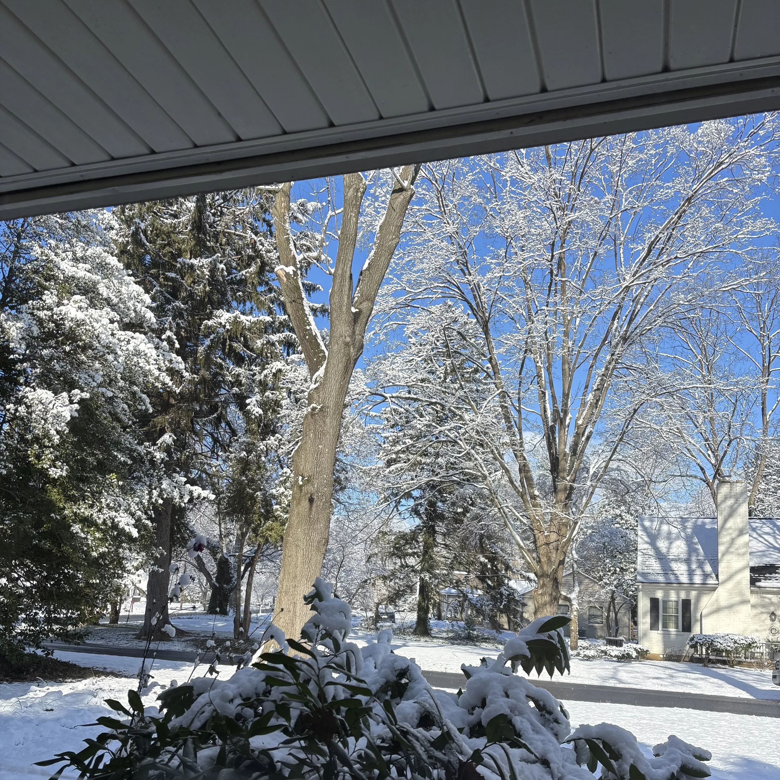 Mature trees covered with snow with a bright blue sky