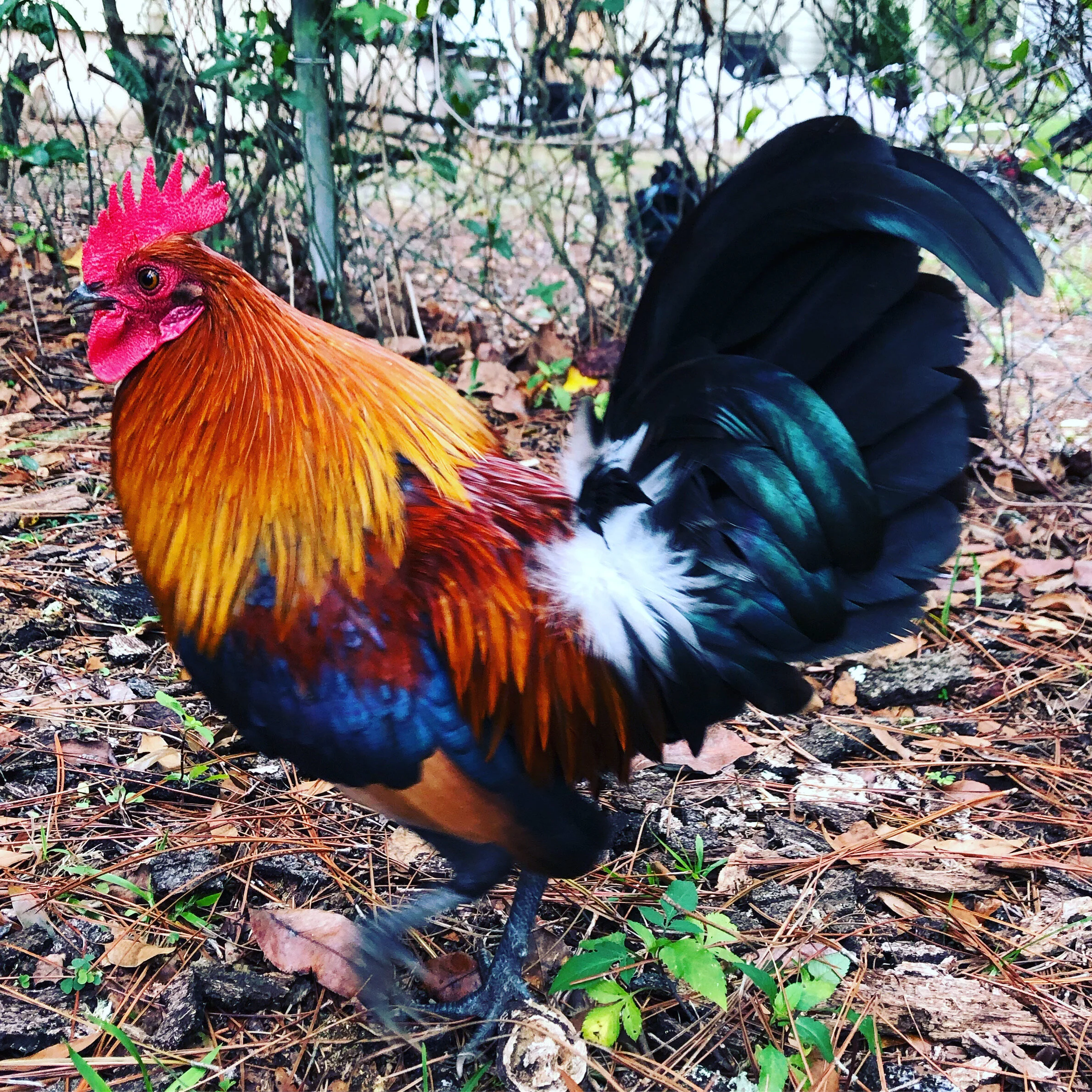 Just One Thing with Zach Linge