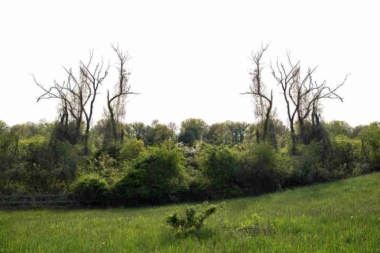 "Pure in existence, wild in form": an interview with Moira Ness