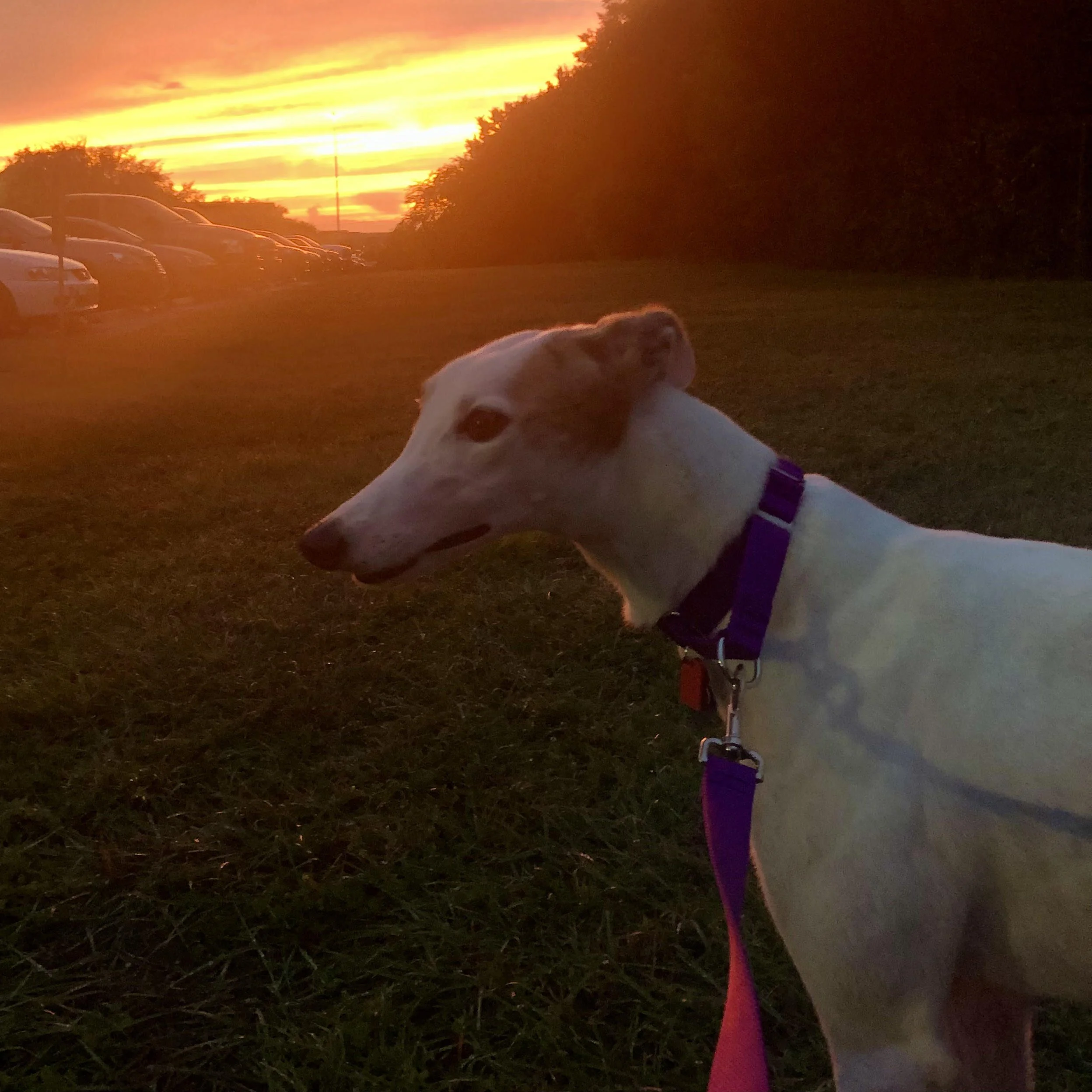 Just One Thing with Steven Espada Dawson