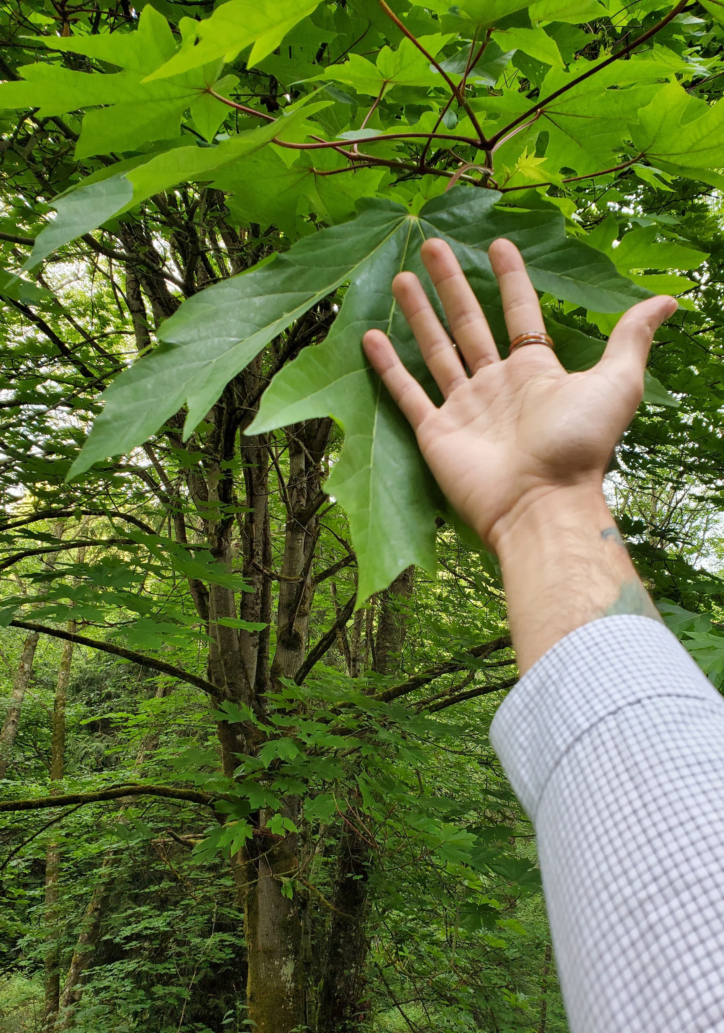 Just One Thing with Charles Brown