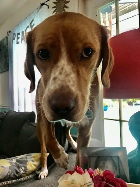 Just One Thing with Laurie Uttich