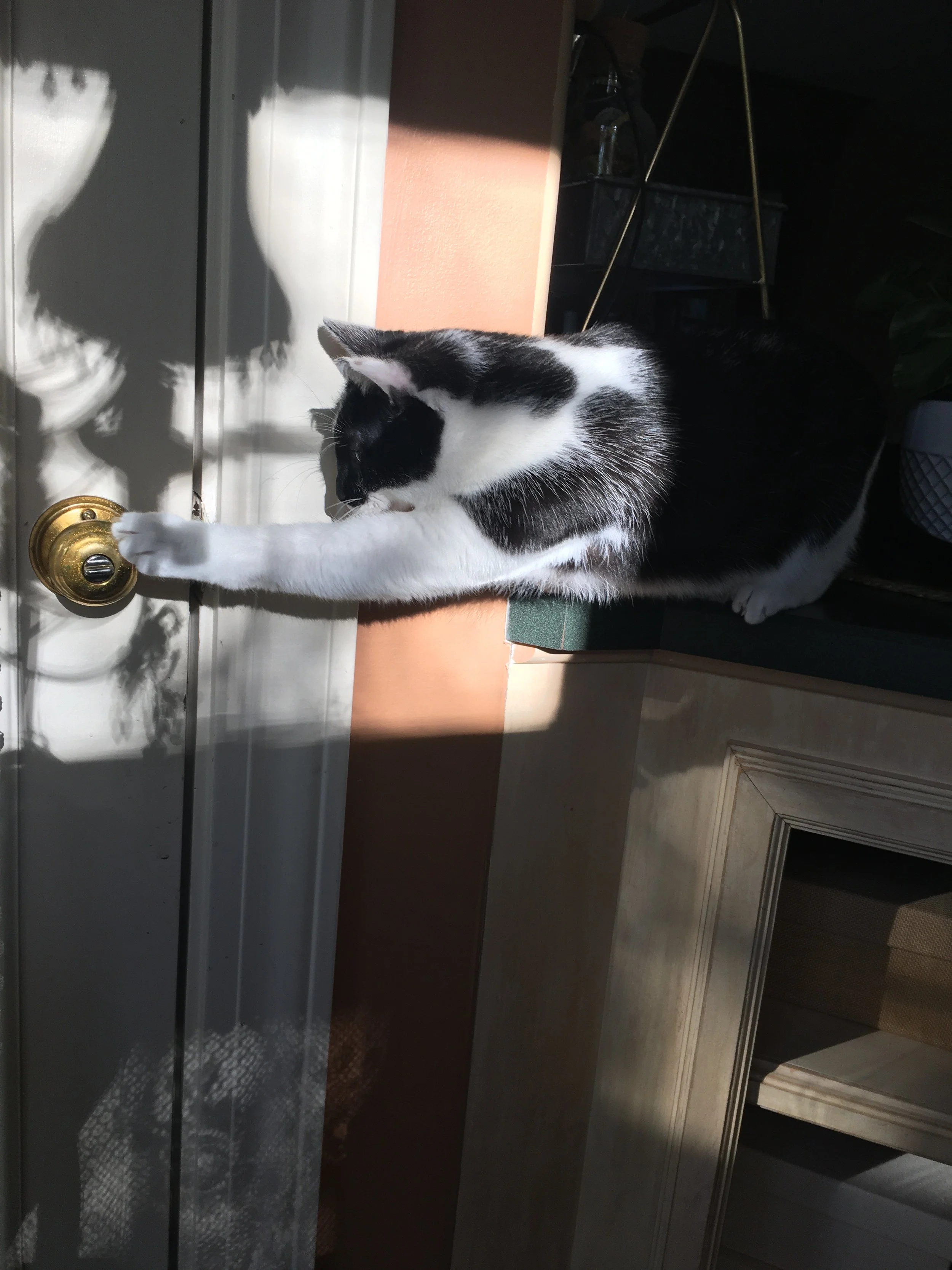 Just One Thing with Adrienne Novy