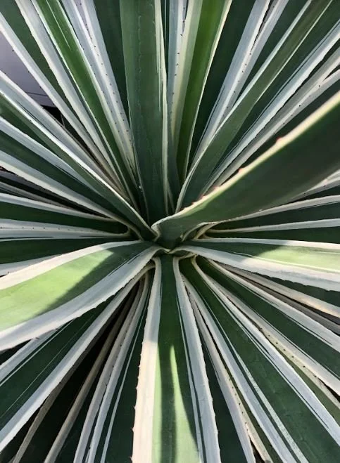 Just One Thing with Maya Kachra