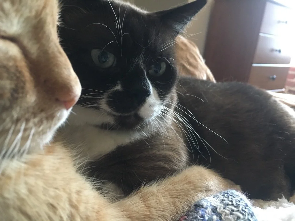 10 SLM Pets for 10 Years