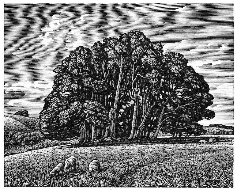 HowardPhipps_WinGreenFromBerwickDown.jpg