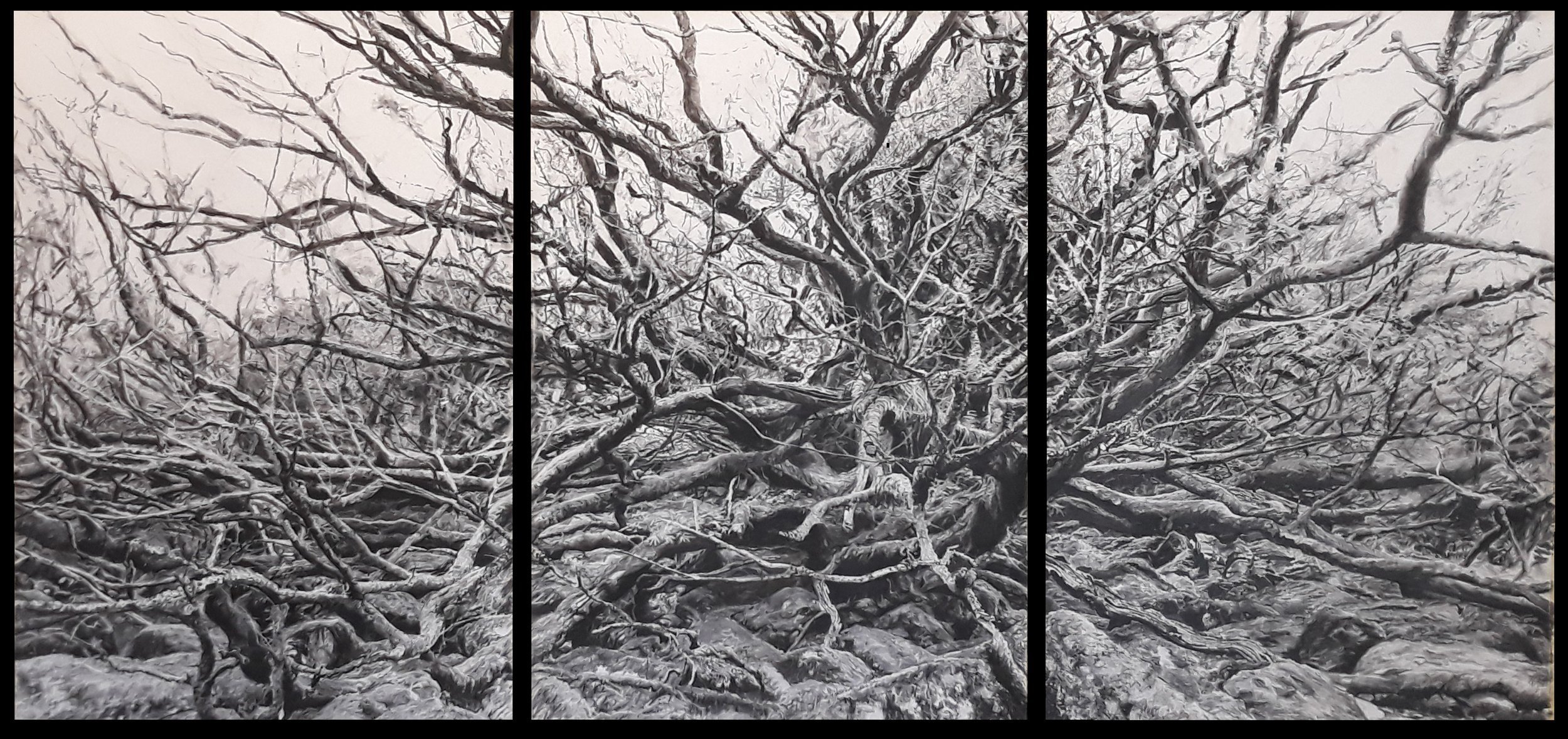 Dartmoor Oaks and Rocks, Burrator Triptych II by Kevin Tole