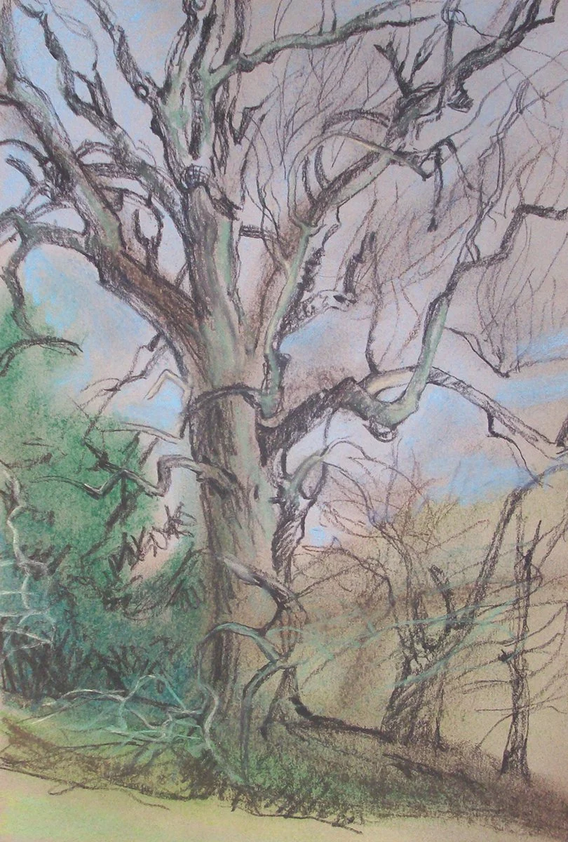 Kate Chitham_14.1.25 Ash tree next door.jpg