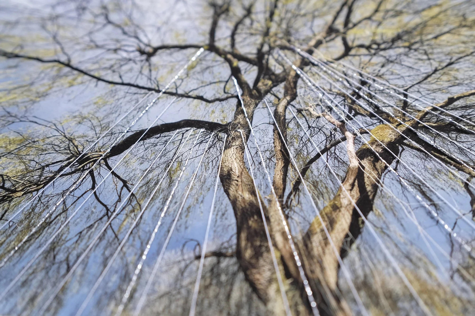 Rachel Wallace Arborealist submission02a.jpg