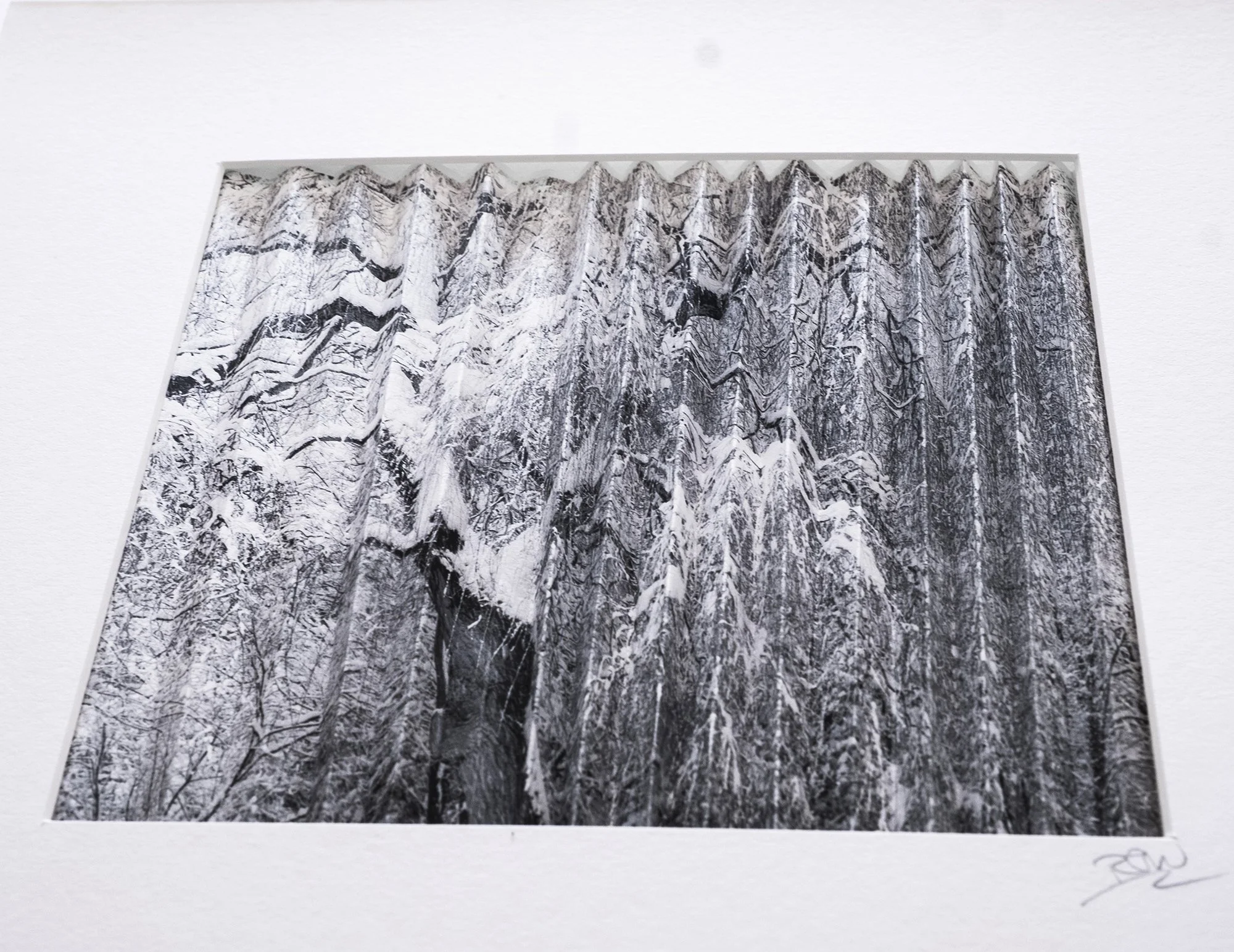 Rachel Wallace Arborealist submission03sml.jpg