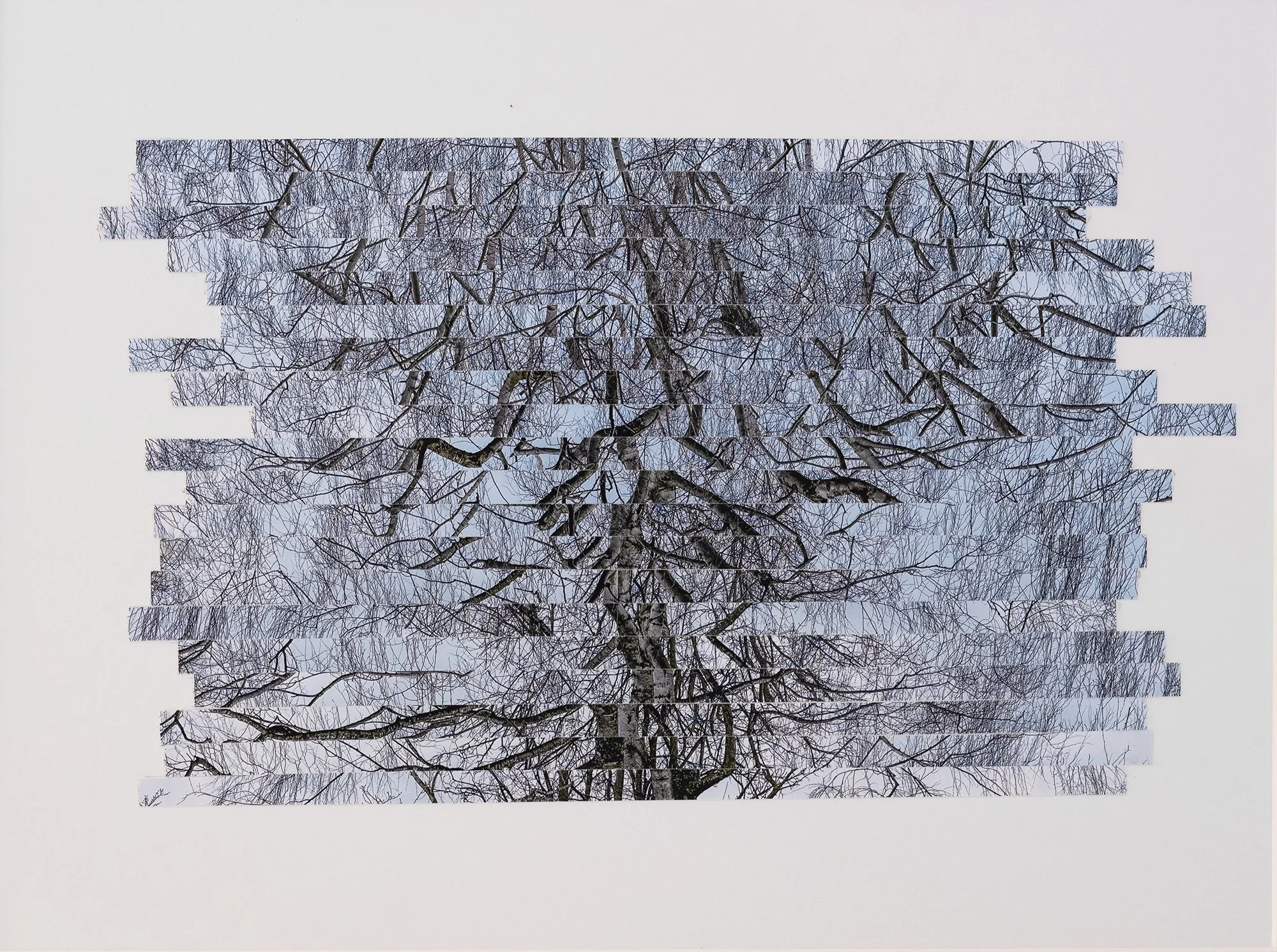 Rachel Wallace Arborealist submission04sml.jpg