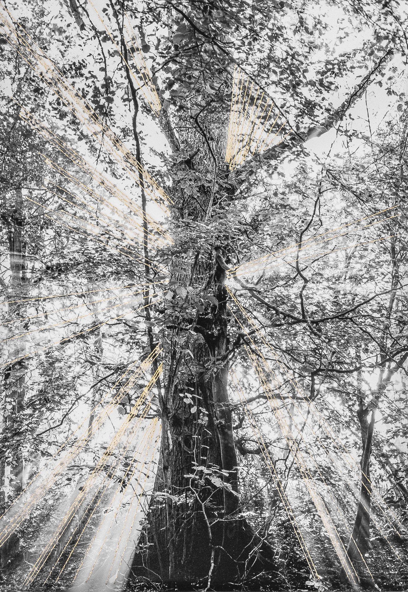 Rachel Wallace Arborealist submission05sml.jpg