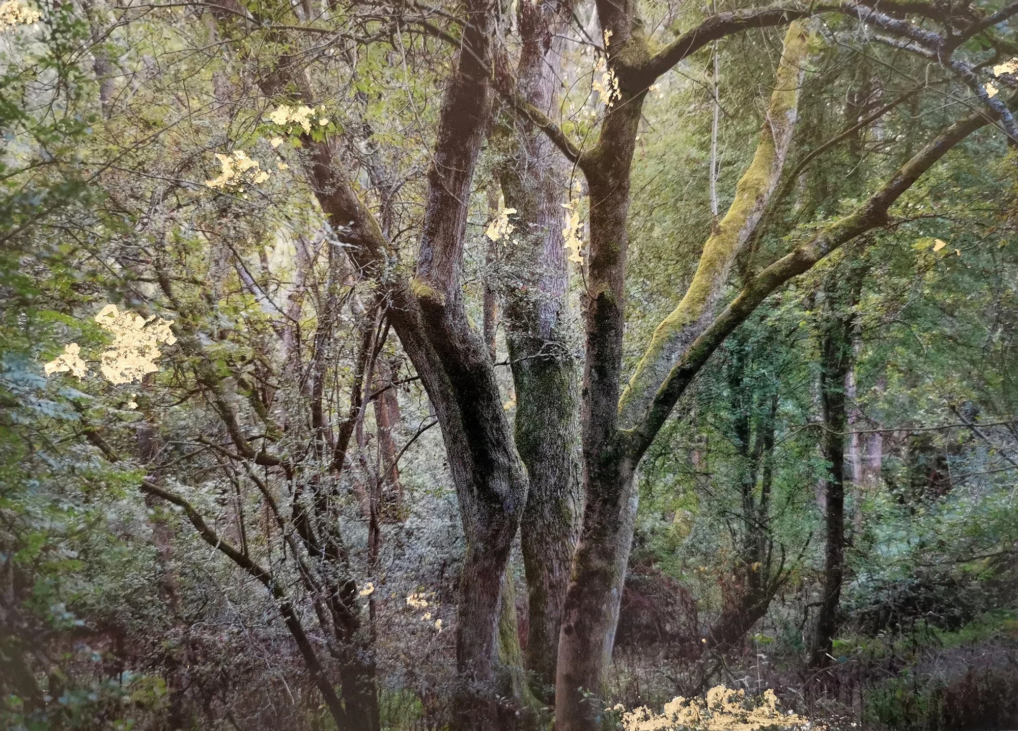 Rachel Wallace Arborealist submission06sml.jpg