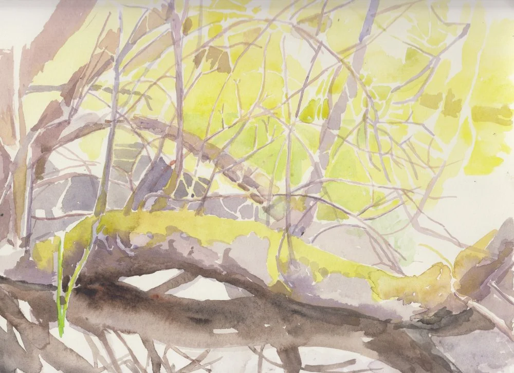 RachelMercer. Willow in Water. Watercolour. 22x30cm.Toadsmoor2024s.jpeg