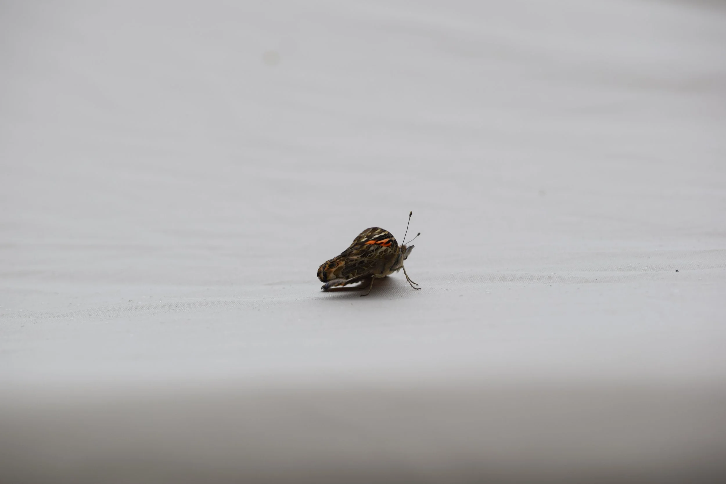 DSC_0554.JPG