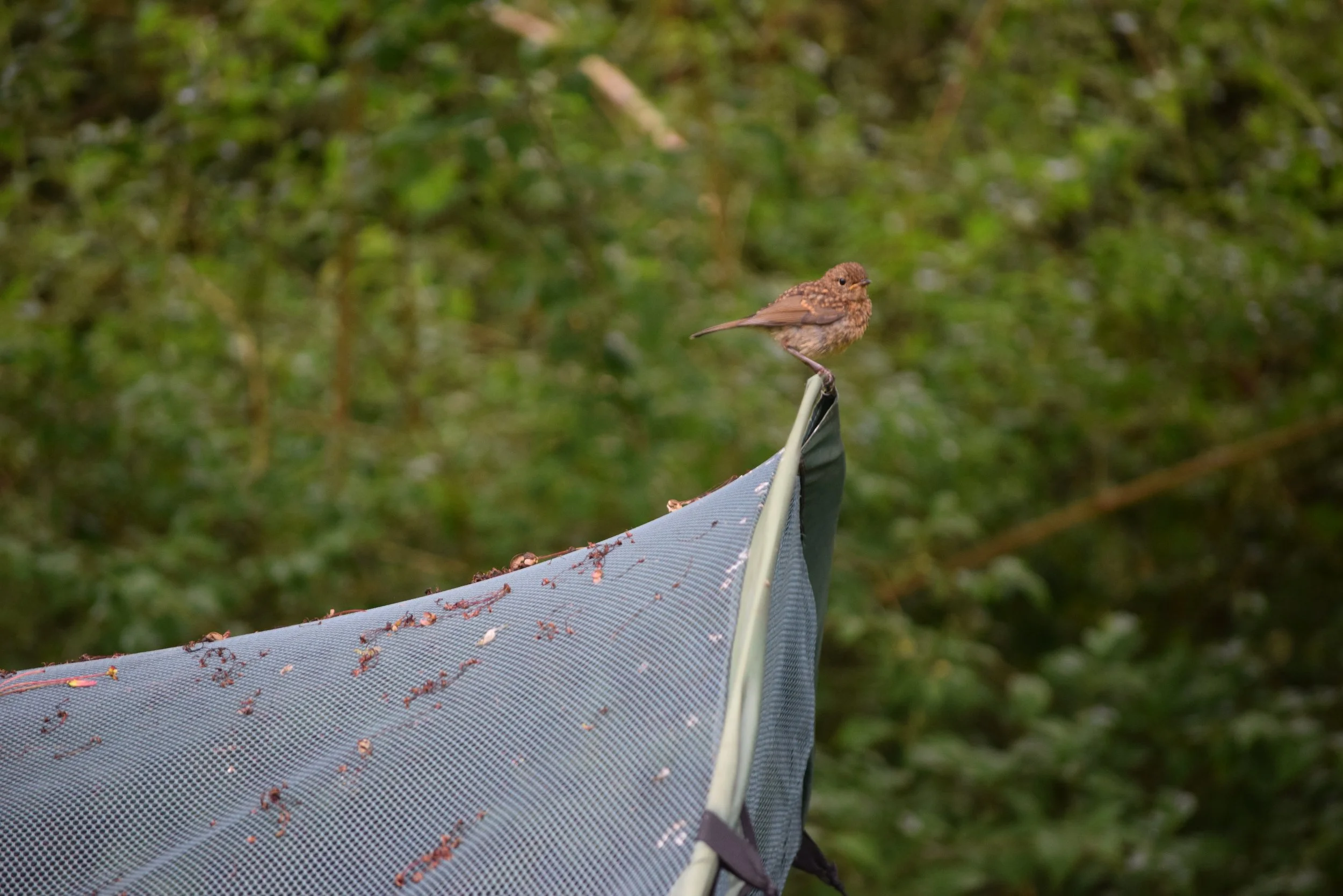 DSC_0480.JPG