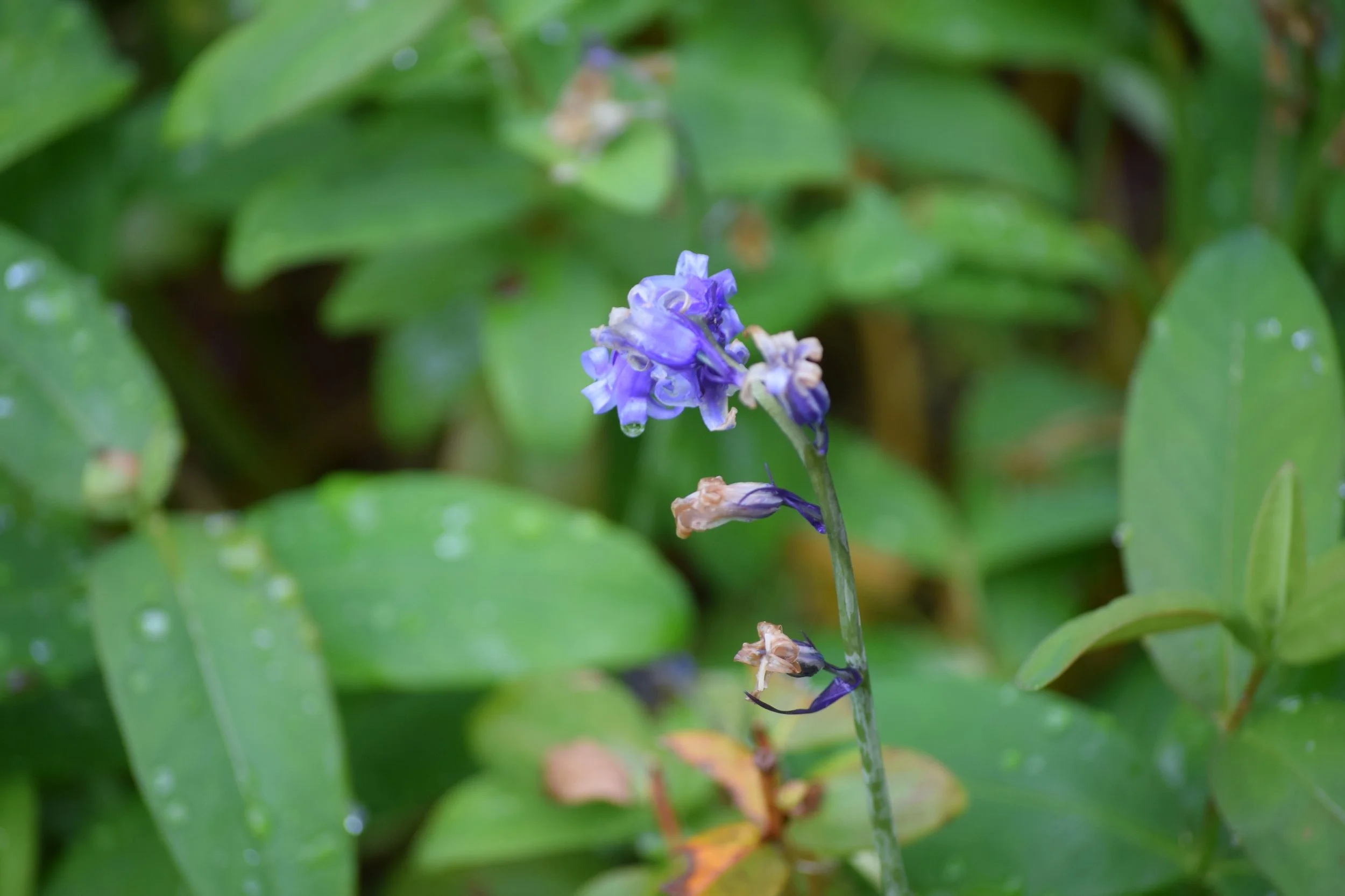 DSC_0586.JPG