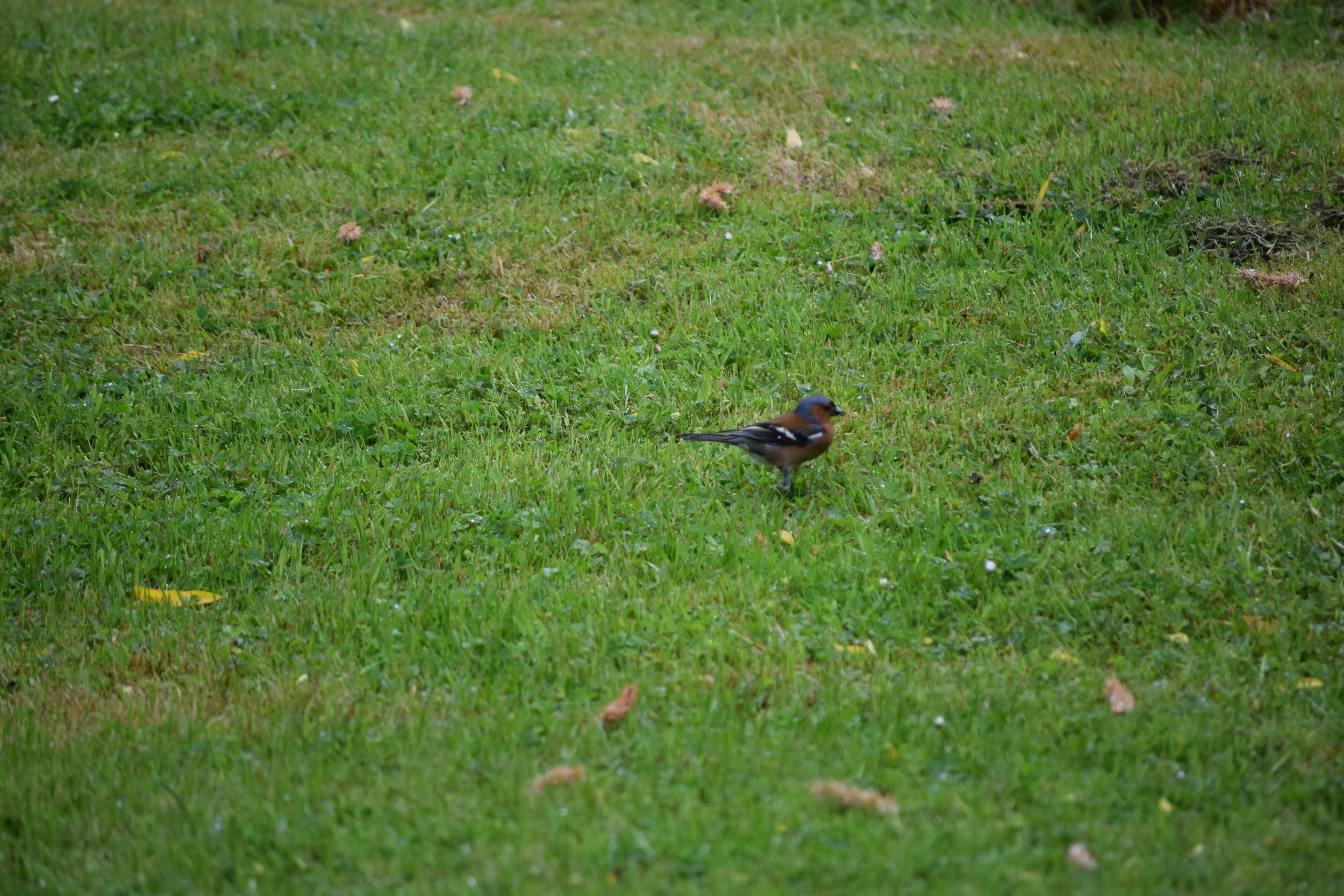 DSC_0493.JPG