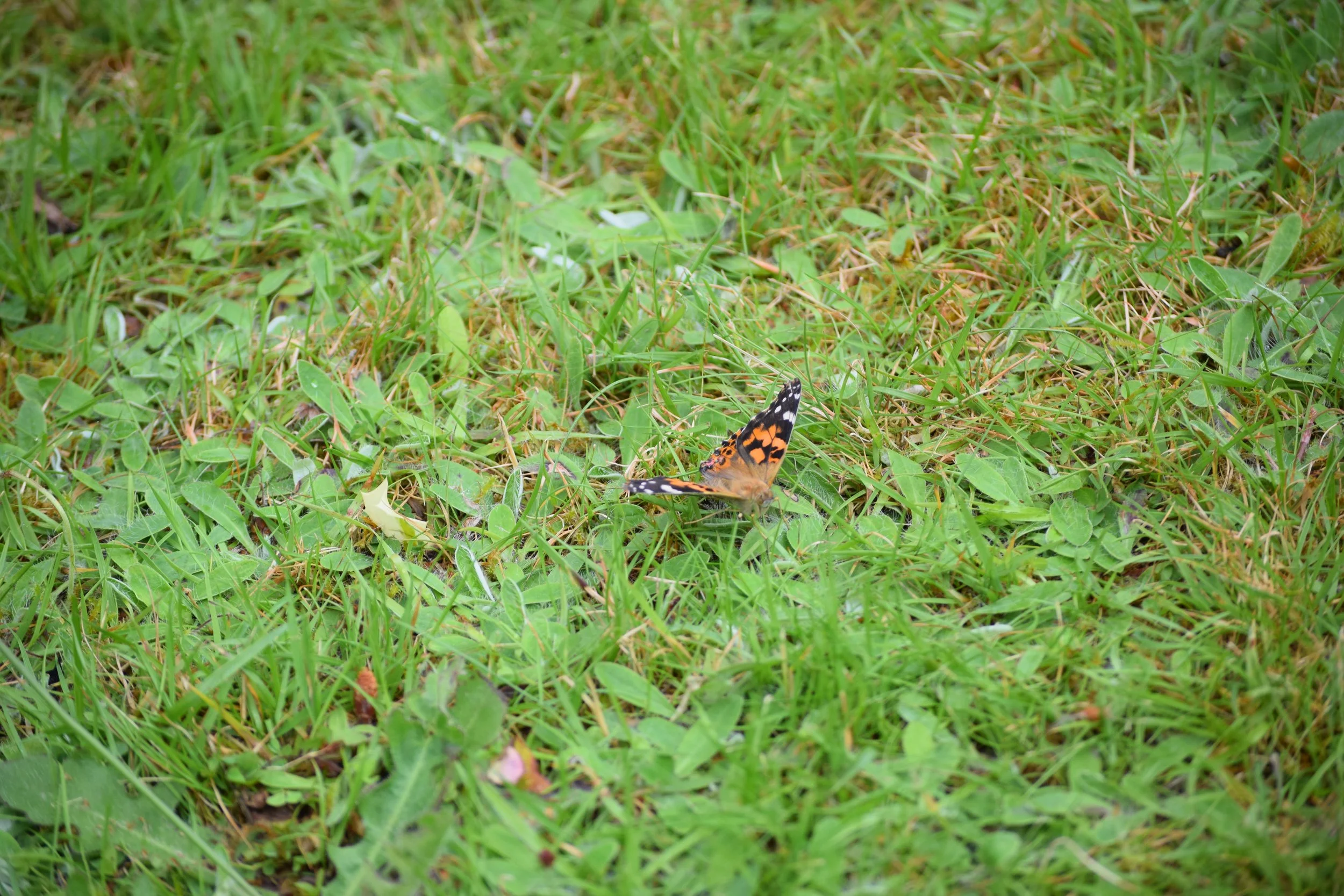 DSC_1498.JPG