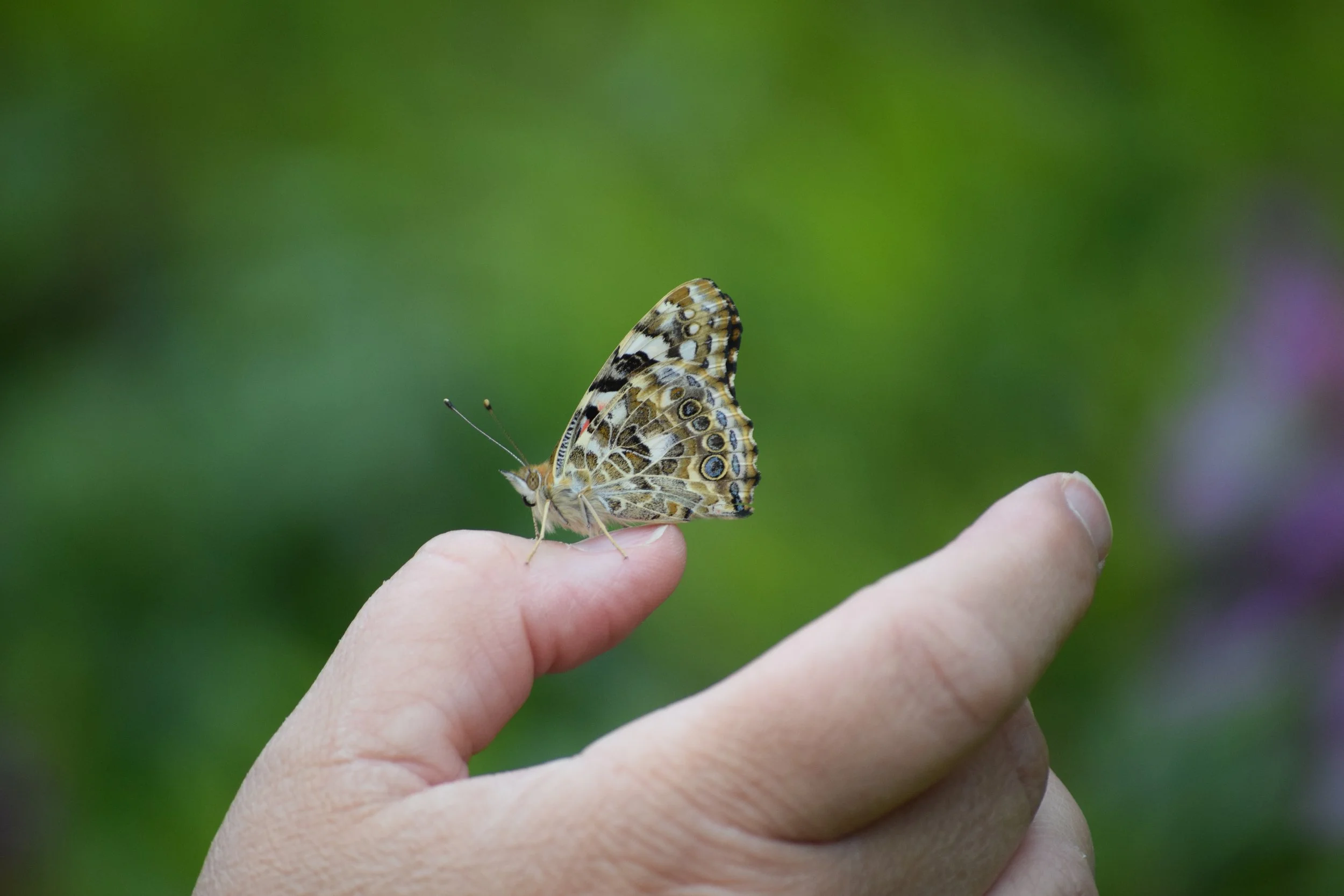 DSC_1520.JPG