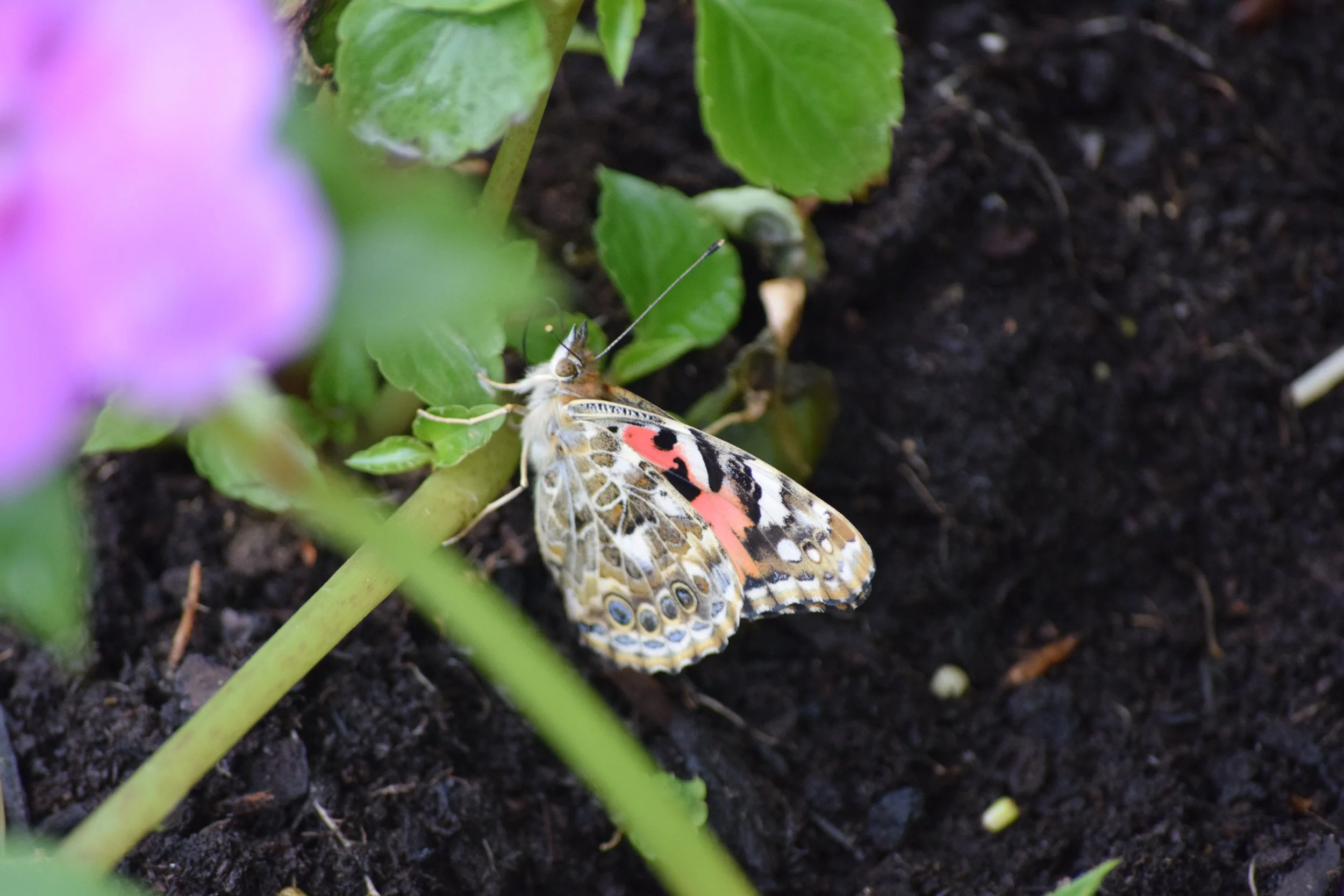 DSC_1527.JPG